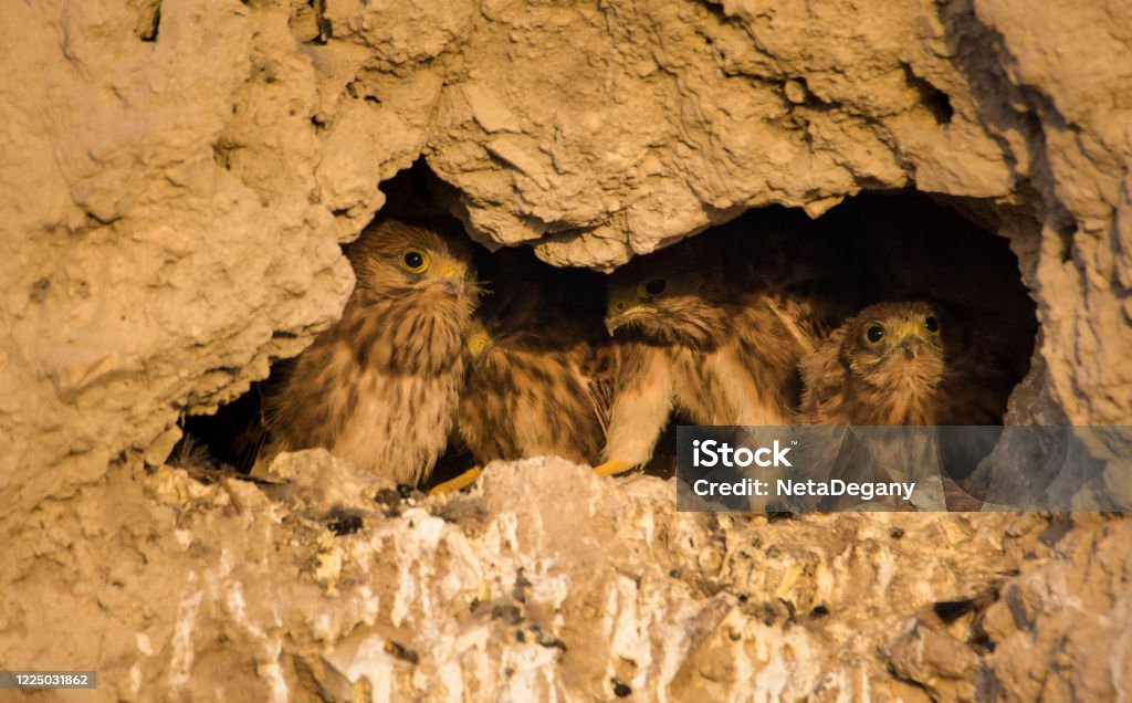 Falcon's nest A Falcon nest with young Kestrel Chicks in the early morning Alertness Stock Photo