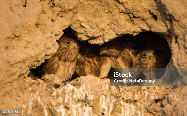 Falcons Nest Stock Photo - Download Image Now - Alertness, Animal, Animal Body Part