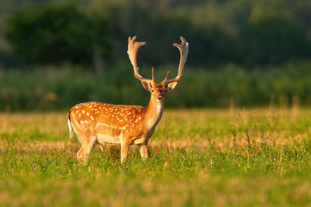 istock Alert fallow deer stag with growing antlers covered in velvet looking 1225032847