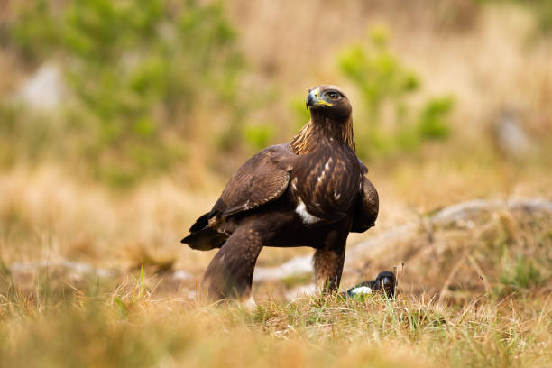 istock Dominant adult golden eagle inspecting environment with interested look. 1225032961