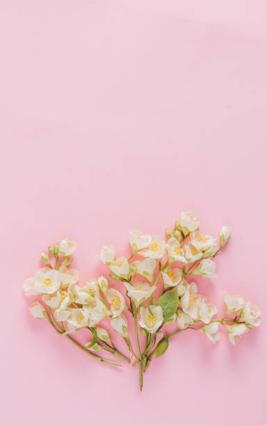 istock Delicate pastel pattern with jasmine flowers. Flat lay. Top view 1225033015