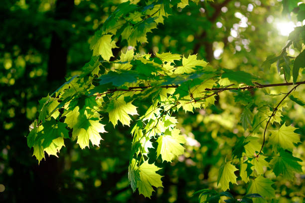 istock Fresh green maple foliage in spring in the forest closeup. 1225033095