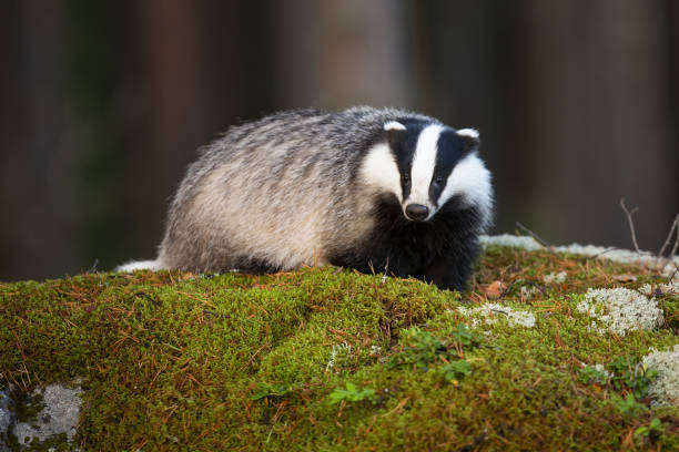 Fluffy european badger facing camera on mossy rock in summer forest