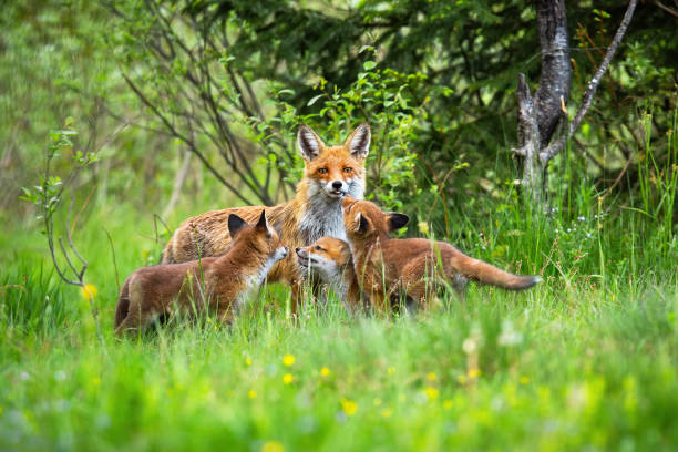 Red fox with her three little cubs playing on the forest clearing in spring