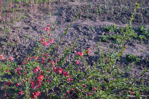 Blooming red flowers young quince Bush Chaenomeles superba on the background of other garden plants. Background.