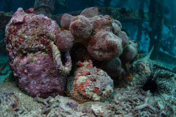 istock Reef Stonefish Camouflaged on Seafloor 1225033434