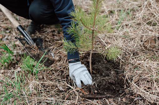 Planting a tree. A man plants a pine tree in the ground, close-up