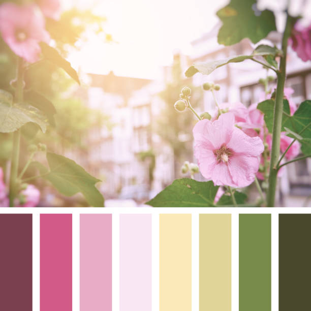 istock Amsterdam hollyhocks palette 1225034652