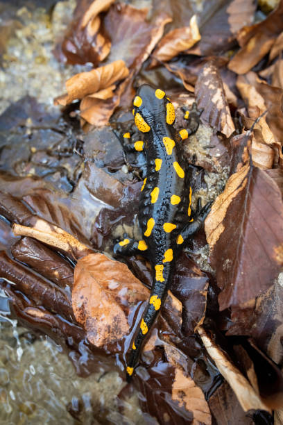 istock Spotted fire salamander lying on the ground with wet leafs from high angle 1225034679