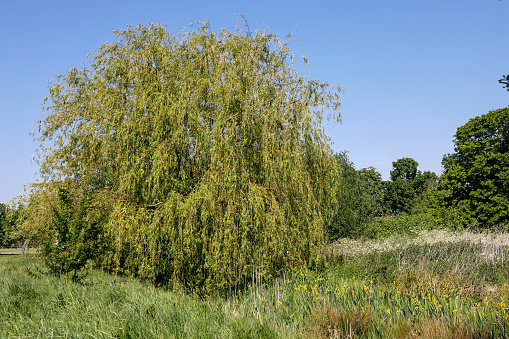 Mixed planting in this natural landscape along a stream in Merton, Surrey, England. There is a weeping willow trees (Salix sp), yellow flag irises and white flowers of cow parsley in the distance. A picture of spring with sunshine and blue sky.