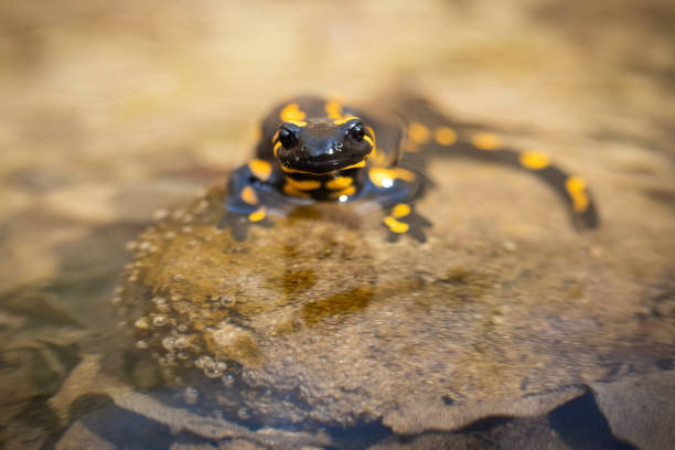 istock Small fire salamander standing on stone in river with head just above water surface 1225035325