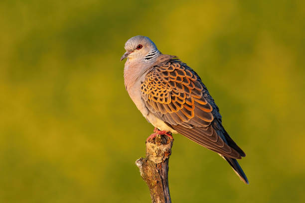 European turtle dove, streptopelia turtur, sitting perched on branch with blurred yellow background in summer at sunset. Side view of bird with grey and brown patterned feathers in nature.