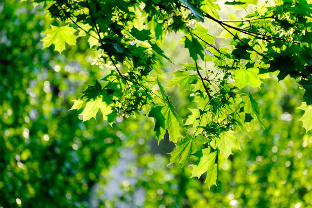 istock Fresh green maple foliage in spring in the forest closeup. 1225035377