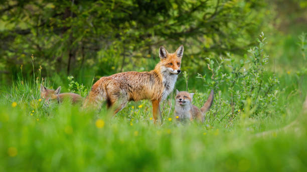 kleine rotfuchsjungen spielen um ihre schützende mutter auf grüner wiese - mystery forest ecosystem natural phenomenon stock-fotos und bilder