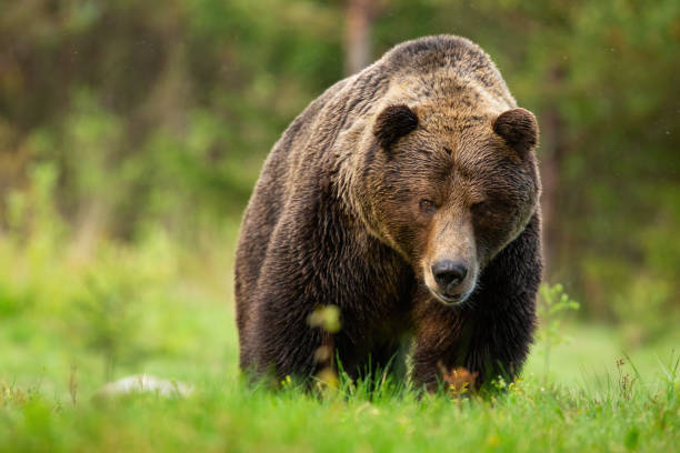 istock Threatening brown bear male approaching from front view on meadow in High Tatras 1225035427