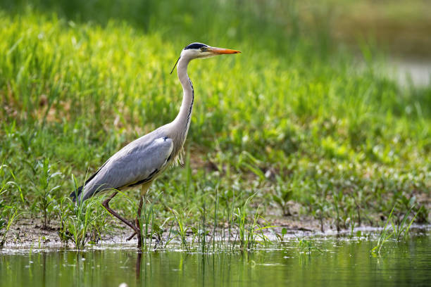 istock Alert grey heron walking in water on riverside with green grass in summer 1225035479