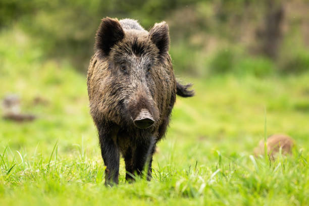istock Solitary wild boar wandering on the forest clearing and shaking its tail 1225035712