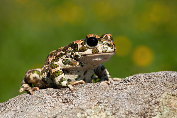 istock Curious european green toad looking with big black eyes in summer 1225035864
