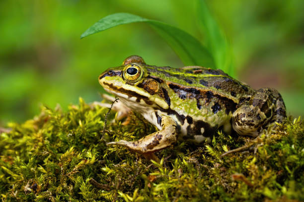 istock Inconspicuous edible frog hiding below a green leaf in summer 1225035874