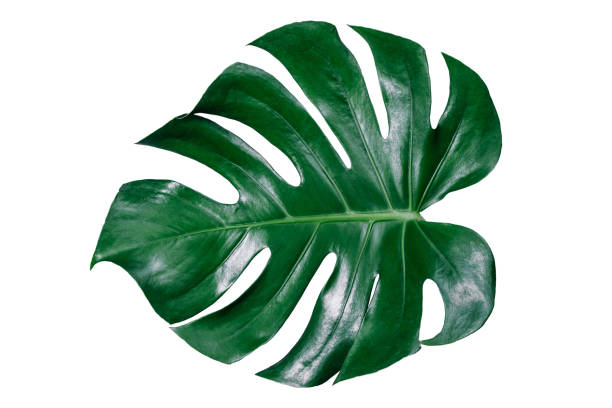 istock green leaves for background and wallpaper 1225035959