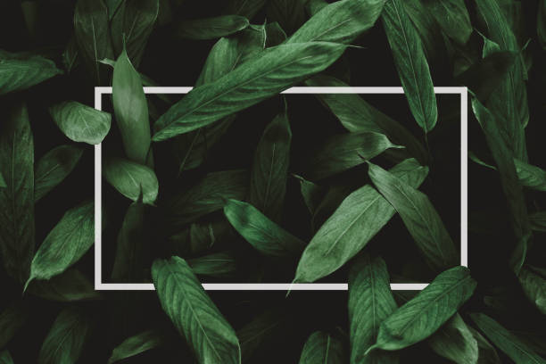 istock green leaves for background and wallpaper 1225035989