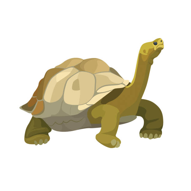 riesenschildkröte tier. schildkröte reptil in der natur tierwelt. vektor - landschildkröte stock-grafiken, -clipart, -cartoons und -symbole