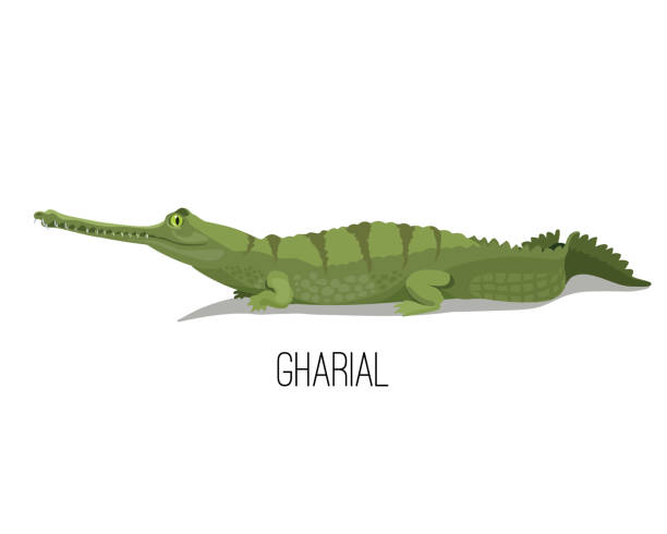 illustrations, cliparts, dessins animés et icônes de animal de reptile de crocodile de gharial. illustration de nature et de faune. - gavial