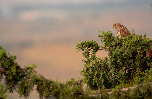 A common kestrel scanning the area