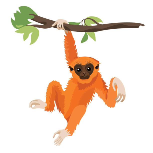 gibbon primatensäugetier. affe in der tierwelt. vektor - cartoon monkey animal tree stock-grafiken, -clipart, -cartoons und -symbole