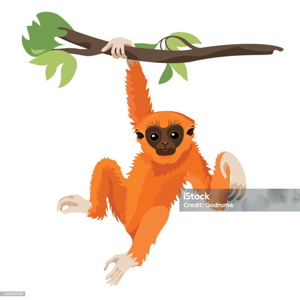 Le mammifère de primate de Gibbon. Singe dans la faune. Vecteur - clipart vectoriel de Singe libre de droits