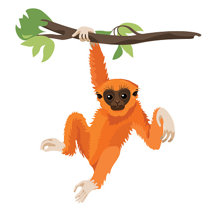 Gibbon primate mammal. Monkey in wildlife. Vector illustration