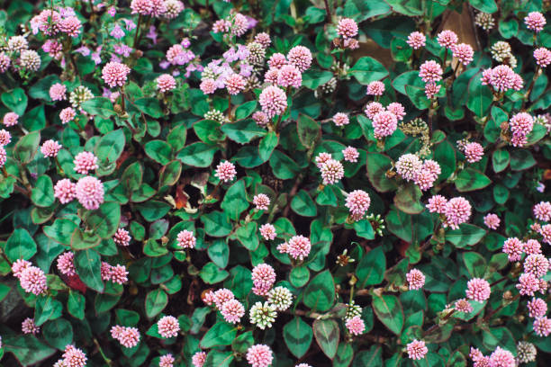 istock wildflower blooming fresh plant background 1225037773