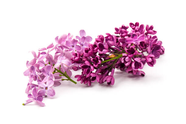 istock Beautiful blossoming lilac on white background. Space for text 1225038812