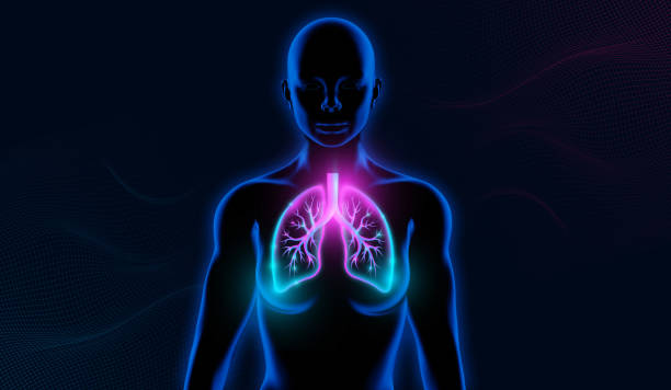 Human Respiratory System Lungs Anatomy.