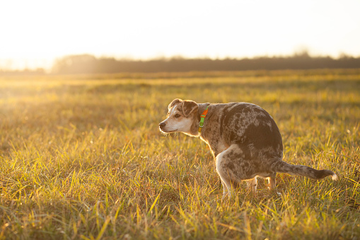 Caca de perro mixto marrón en un campo enorme durante la puesta de sol encantadora (imagen tonera de color) photo
