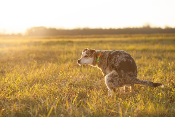 Brown-mixed dog pooping at huge field during lovely sunset (color toned image) Brown-mixed dog pooping at huge field during lovely sunset (color toned image) animal digestive system stock pictures, royalty-free photos & images