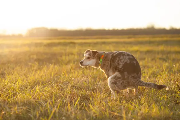 Brown-mixed dog pooping at huge field during lovely sunset (color toned image)