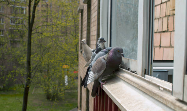istock Pigeons pecking seeds on the window 1225041951