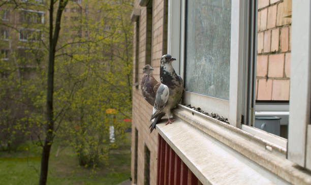 istock Doves pecking seeds on the window sill 1225042005
