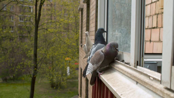 istock Doves pecking seeds on the window sill 1225042085