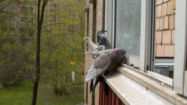 istock Doves pecking seeds on the window sill 1225042106
