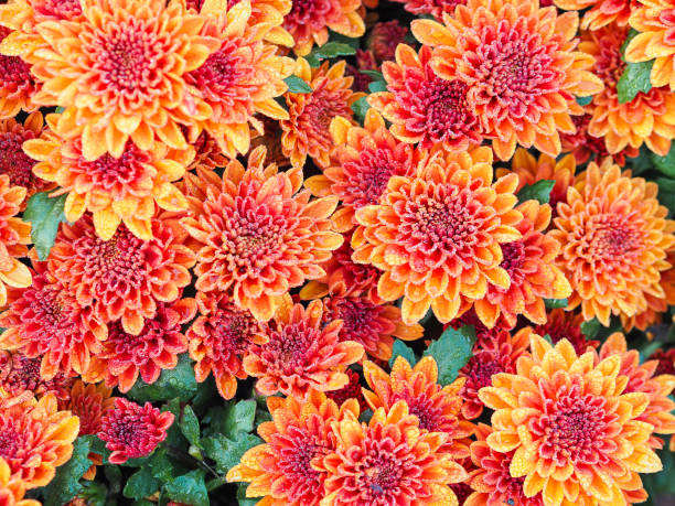 istock orange Chrysanthemum flowers 1225042228