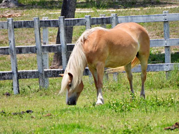 istock Horse (Equus ferus caballus) grazing on a horse farm 1225043112