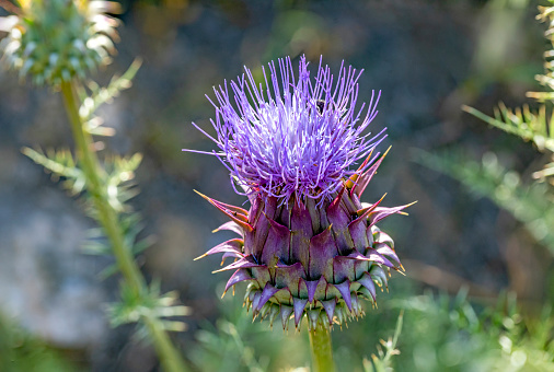 detail of blooming thistle plant