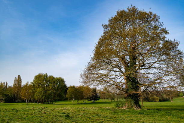 istock Large tree standing tall in a country park in the UK 1225044569
