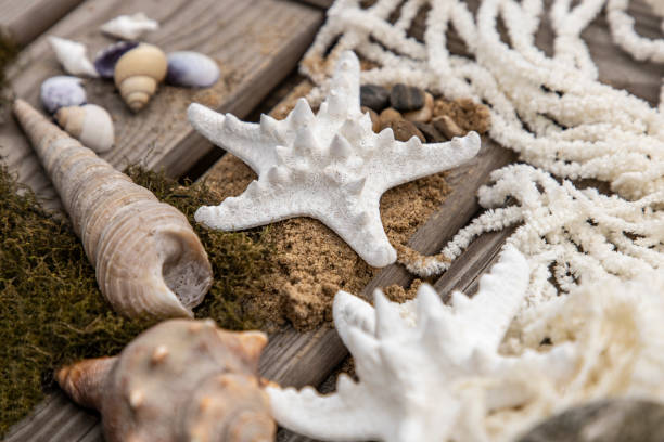 istock Seashells and starfish on the wooden table with sand 1225045345