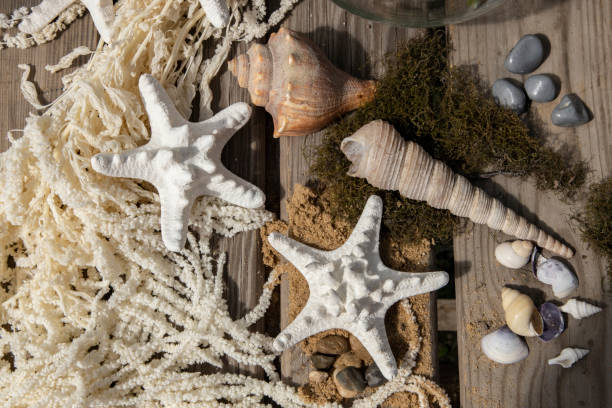 istock Seashells and starfish on the wooden table with sand 1225045346