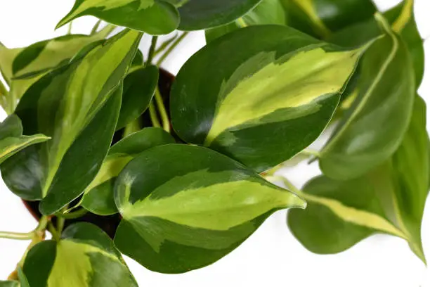 Photo of Close up of tropical 'Philodendron Hederaceum Scandens Brasil' creeper house plant leaves with yellow stripes on white background