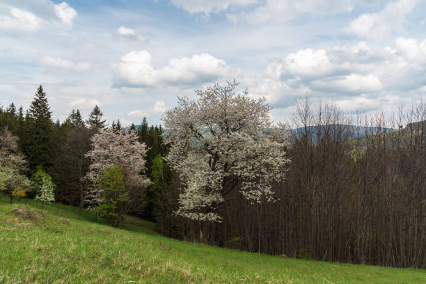 springtime mountain scenery with meadow, trees and hills on the background springtime mountain scenery with meadow, trees and hills on the background bellow Travny hill in Moravskoslezske Beskydy mountains in Czech republic moravian silesian beskids photos stock pictures, royalty-free photos & images