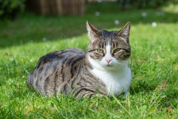 istock cute cat lying at the green grass 1225046345